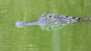 Harris Neck Alligators