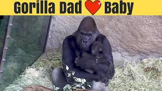 Kwame & Kitoko: A Gorilla Father's Love