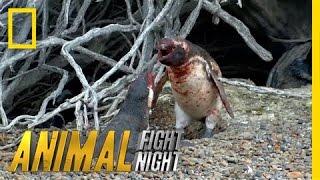 Homewrecking Penguin | Animal Fight Night (Original)