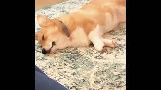 Corgi Bork Dreams