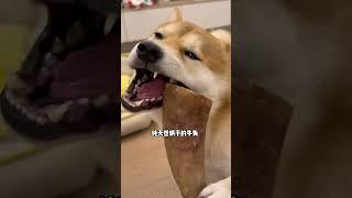 有了这个牛角，柴师傅都没功夫拆家了 萌宠好物 柴犬 磨牙棒 磨牙零食 牛角