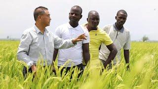 GLOBALink | Chinese agriculture experts change lives of Burundian farmers