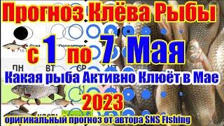 Прогноз клева рыбы на Эту неделю с 1 по 7 Мая Календарь клева рыбы Лунный календарь клева рыбы
