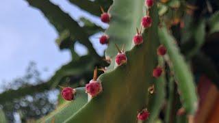 Ayurbedic medicinal plants #dragon flowers #nature#mahasin ayurbedic plants #adenium