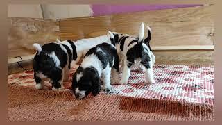 Puppies  English Springer spaniel