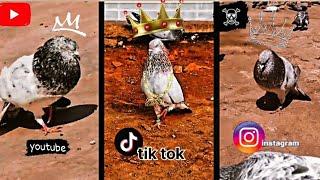 kabootar ka video !! tik tok video !!kabootar ka new video#video #viral #youtubeshorts