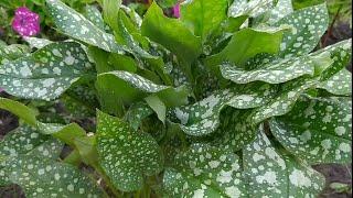 МЕДУНИЦА САХАРНАЯ ПЁСТРОЛИСТНАЯ.(Pulmonaria saccharata ).Посадка и уход.