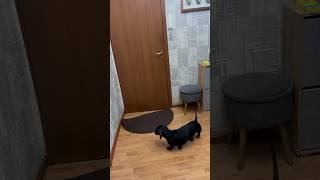 Нервы сдают За дверью соседская кошка. Такса Ева-Королева. Такса лучшая собака