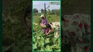 சுரை, பூசணி Harvest |  Seetha's Gardening | Happy Gardening