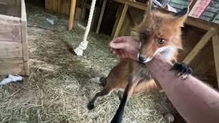 Алиса - лиса. Погуляли, теперь можно и поесть #животные #лисяо #fox #лиса #animals