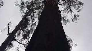 Kings of the Forest - Tarra-Bulga National Park, Gippsland, Victoria