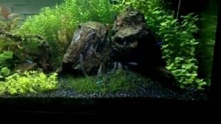 Akwarium Low tech 218L