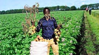 Potato Farming King | Harvesting 150 Bags per Acre in 3 months ( Amazing! )