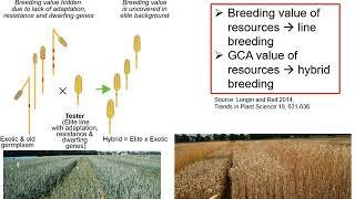 Prebreeding for quantitative traits in wheat