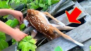 Rescuing a stranded stray baby deer, a family's life is constantly changed when...