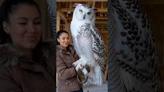 The fantastical giant snow owl