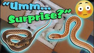 Ed Buys & Unboxes Snakes Without me Knowing!