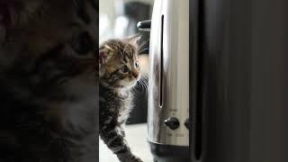Kitten vs Toaster Monster!  Epic Tiny Battle!