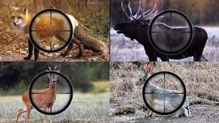 ALL SHOTS OF THE HUNTING SEASON. THE BEST MOMENTS OF HUNTING FOR ELK, ROE DEER, HARE AND FOX