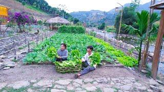 Organic Vegetable Garden! From Vegetable Seedlings To Harvest To Market, Sustainable Development