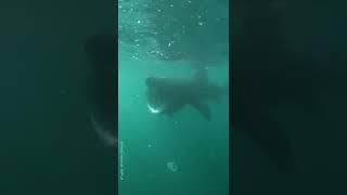 Wait for it  Despite the huge mouth, basking sharks are known as gentle giants! #shorts #sharks