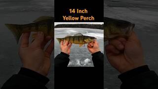 Giant Ontario Yellow Perch Caught While Ice Fishing #shorts #fishing #fish