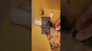 Whisker Wonders Unlocking the Secrets of Feline AgilityAs any cat enthusiast knows our...