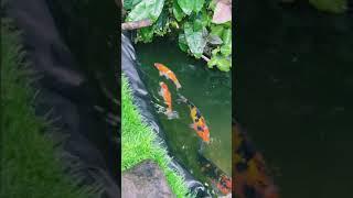 Natural Pond Making #pond #koi #fishpond #pondmaking #pondfishing