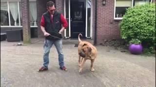 Trekken aan de lijn afleren Boerboel