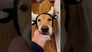 My DOG sounds like a COW  #goldenretriever #funny