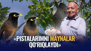 Pistalarni maynaga qo‘riqlatayotgan farg‘onalik bog‘bon