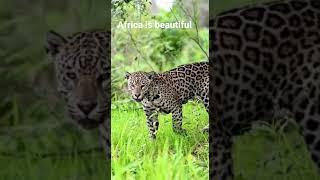 leopard mating nature at its best