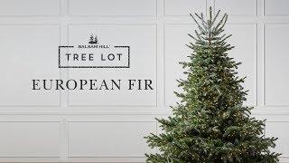 European Fir | Tree Lot