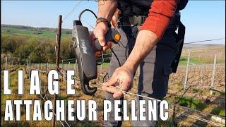 Liage en Champagne avec l'attacheur PELLENC - 2020