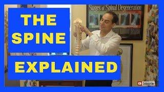 Spine Model Demonstration by Dr. Walter Salubro Chiropractor in Vaughan