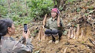 The poor girl found very large bamboo shoots at the beginning of the season