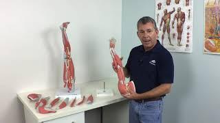 Anatomy Insights with Tim - Muscle Models