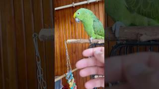 Амазон пришли проверять летнюю клетку #попугай #birds #птицы #pets #animals #parrot