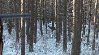 Drückjagd im Herzen von Masuren - Polen!