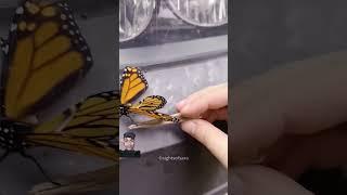 This Butterfly is Her Best friend