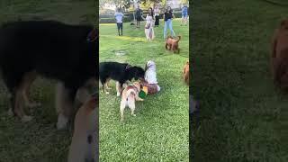 Doggy’s piñata completed the doggy’s party  #fun #dog #pug #cute #doglover