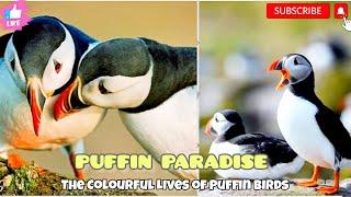 Puffin Wonders:A Visual Journey into the World of Puffin Birds.