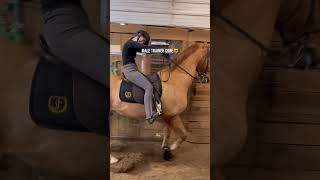 i think im ready for worlds #saddleseat #horse #equestrian #saddlebred #asb