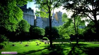 Relaxing Nature Sounds | Birds Singing In Central Park | Sounds For Sleeping & Relaxing