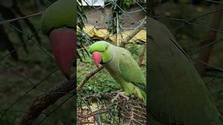Rose-ringed parakeet parrot sound  #parakeet #shorts