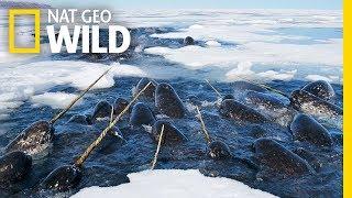 Narwhals: The Unicorns of the Sea! | Nat Geo WILD