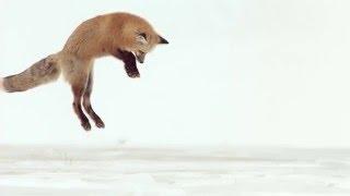 Fox Dives Headfirst Into Snow (In Slow Motion)