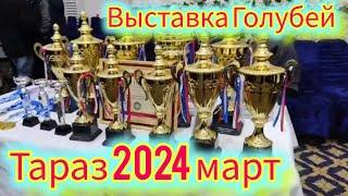 Международная Выставка Голубей Тараз 02 марта 2024 г. Автор Абдурахман Тукубаев Шымкент.