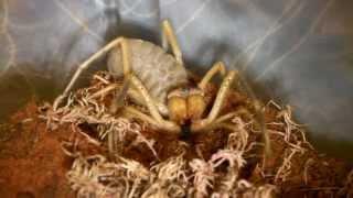 Camel Spider Screeching! (Stridulating)