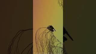 Over the Rainbow | Film Studio Aves